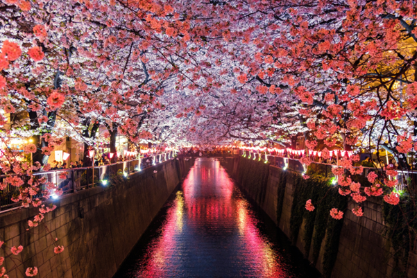 The ultimate hotspot for exploring the enchanting realm of the Japanese language